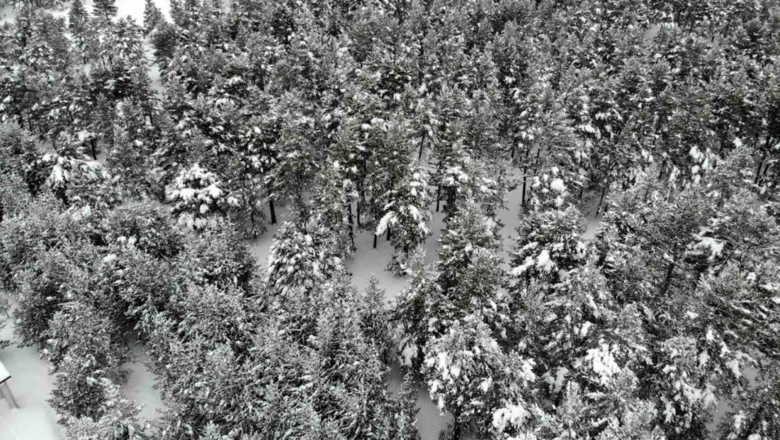 Erzincan'da karla kaplanan sarıçam ormanları görsel şölen sunuyor