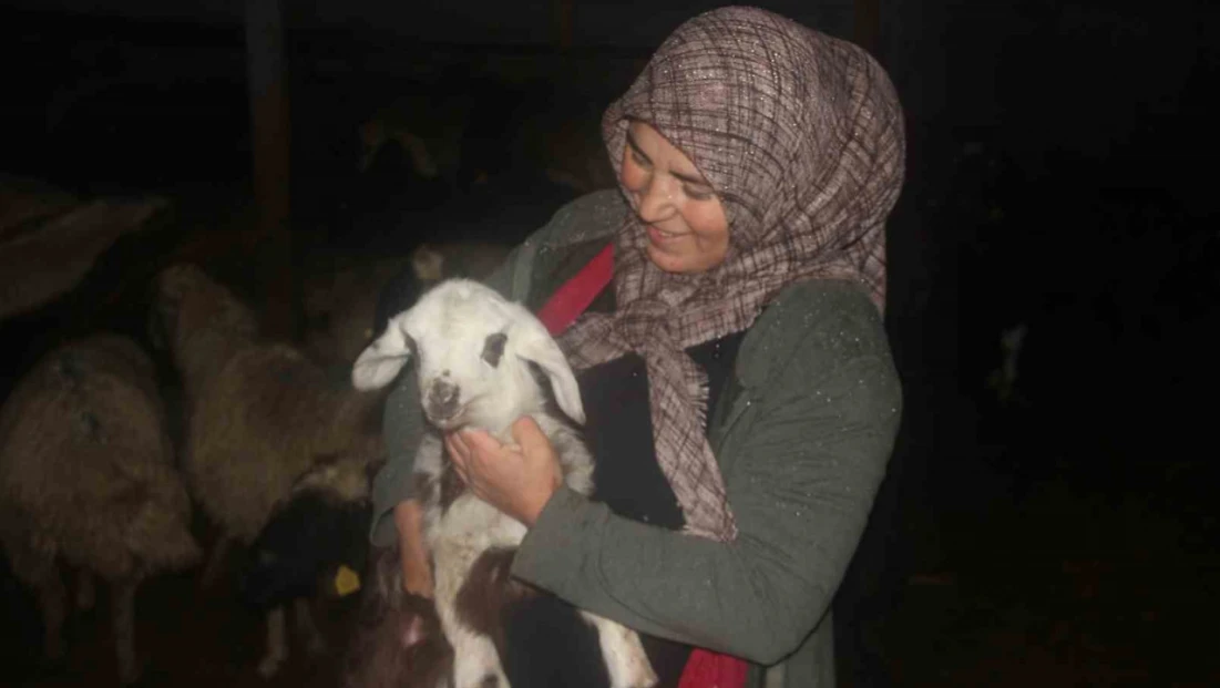 Kadın girişimci devletten aldığı destekle hayvancılık yapıyor