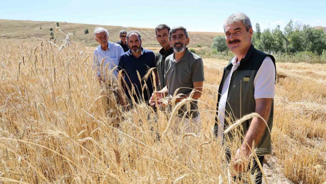 Türkiye'nin tahıl ambarında hasat erken başladı, rekolte yüz güldürdü