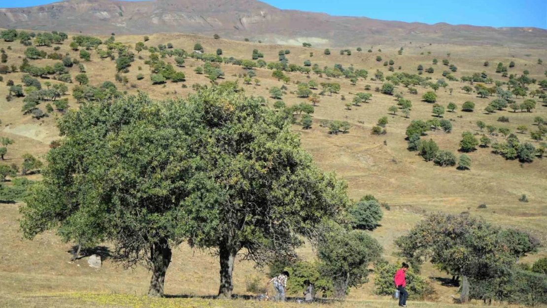 110 bin Ahlat ağacı turizme kazandırılmayı bekliyor