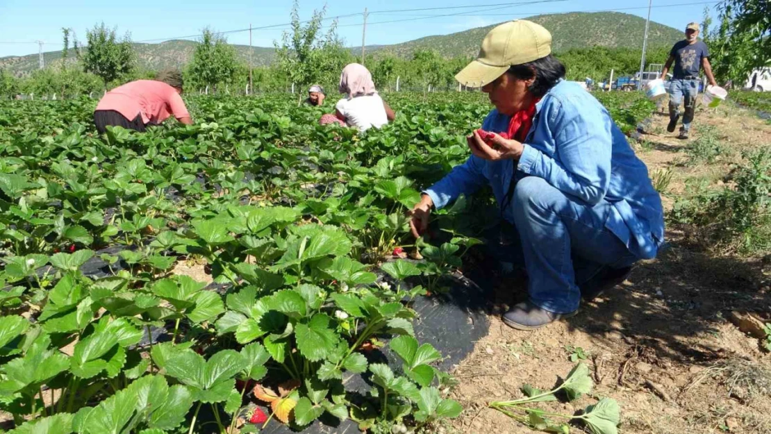 5 dönümle başladı siparişlere yetişemiyor