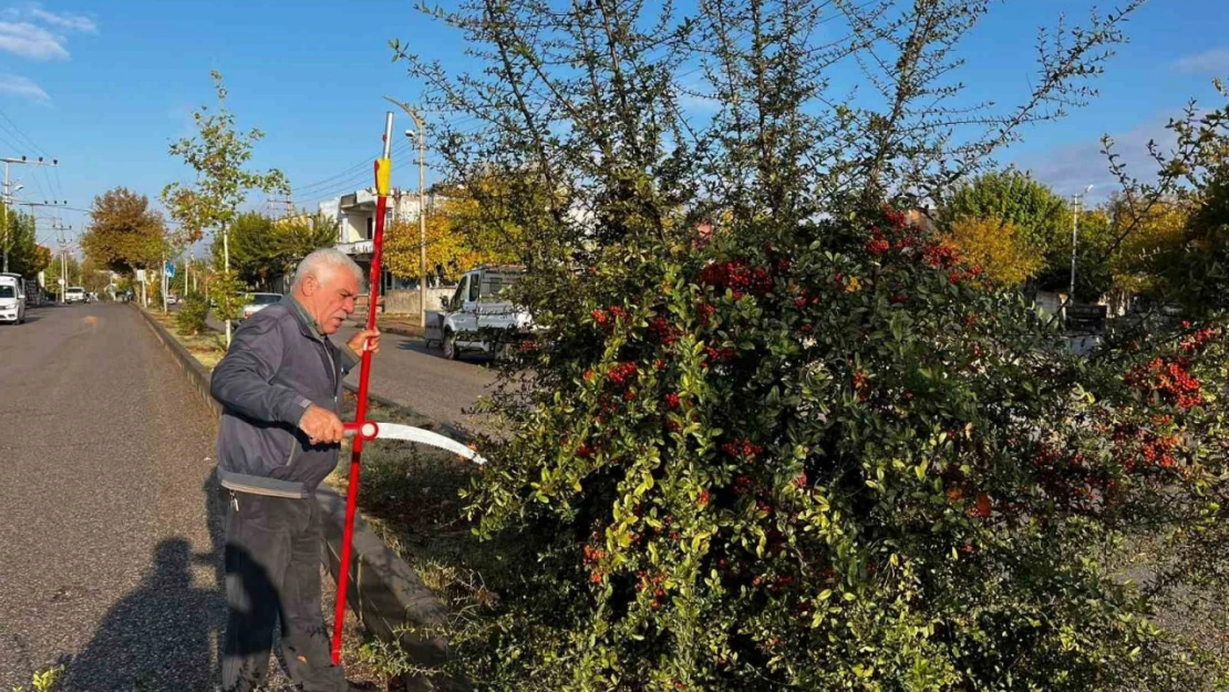 Adıyaman Belediyesinden kapsamlı ağaç budaması