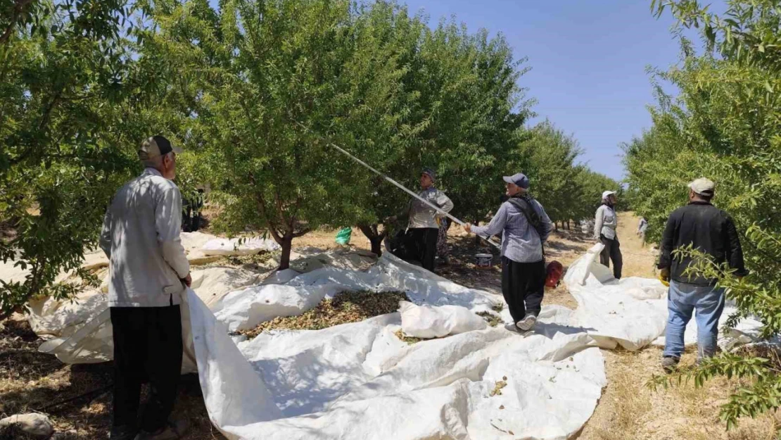 Adıyaman'da badem hasadı başladı