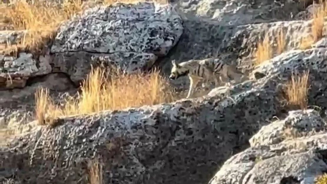 Adıyaman'da çizgili sırtlan görüldü