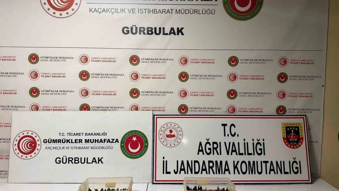 Ağrı'da 70 bin TL değerinde sülük ele geçirildi