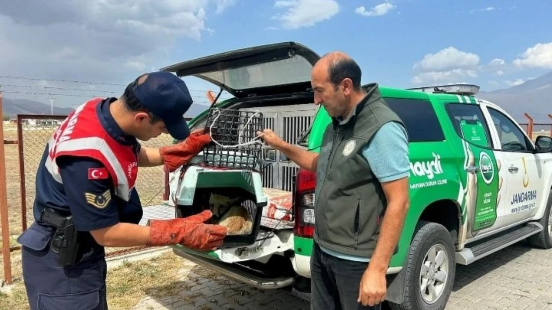 Ağrı'da bitkin düşen tilki, jandarmanın hassas müdahalesiyle kurtarıldı