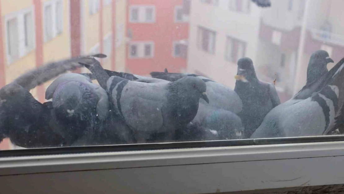 Ağrı'da soğuk hava sokak hayvanlarına zor anlar yaşatıyor