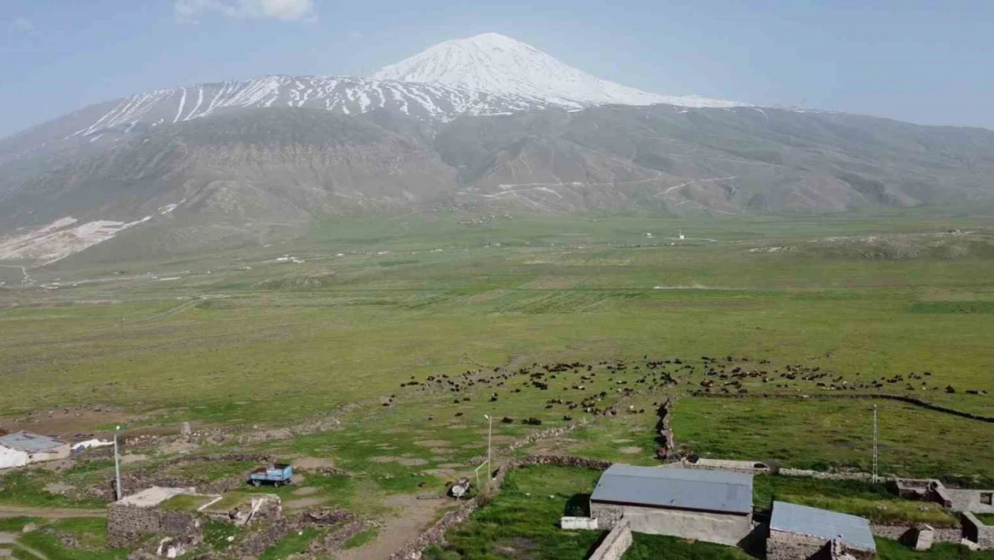 Ağrı Dağı eteklerinde beslenen küçükbaş hayvan sürüleri havadan görüntülendi