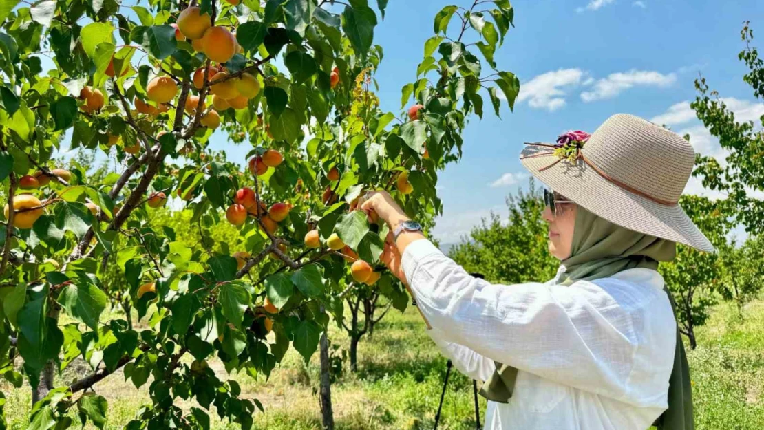 Ağrı'nın volkanik topraklarında 6 ton kayısı hasadı yapıldı