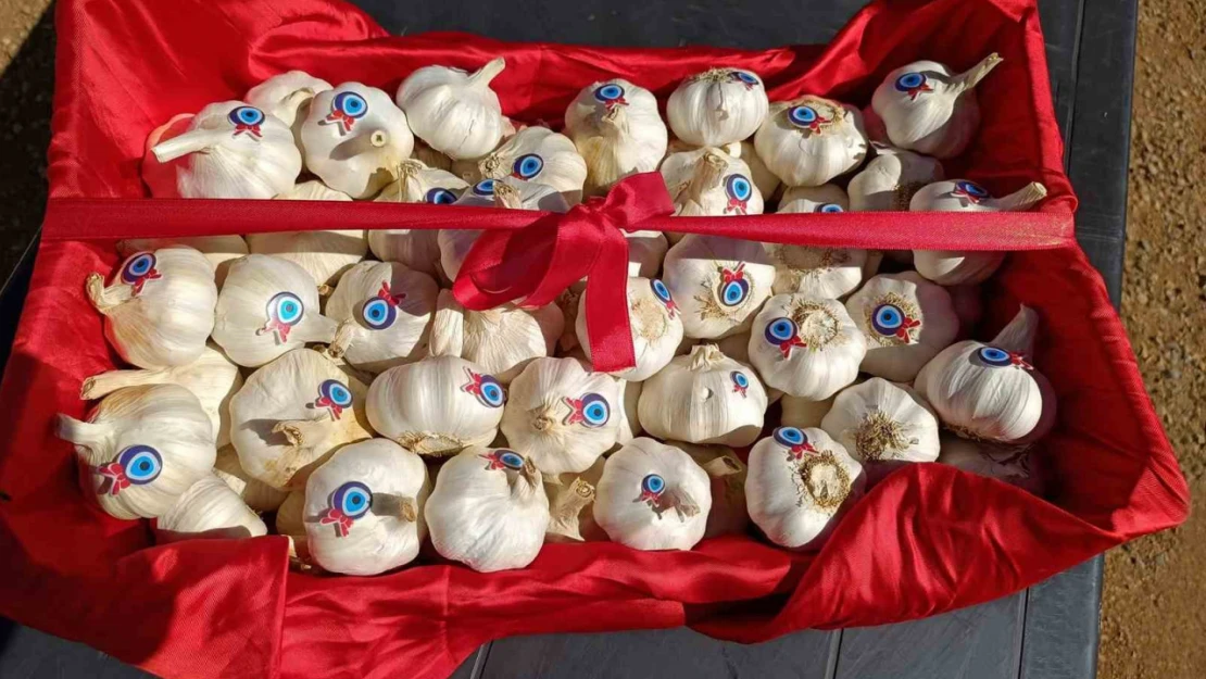 Altun'dan Araban Sarımsağı ile ilgili bilgi