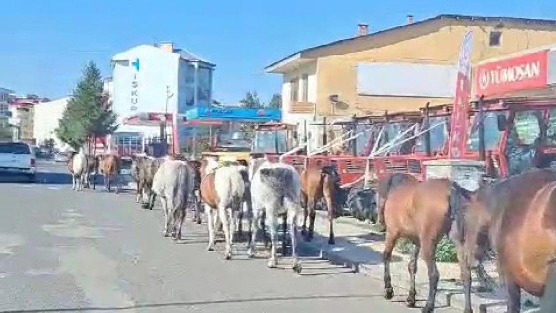 Ardahan'da başıboş atlar sokak ortasında geziyor