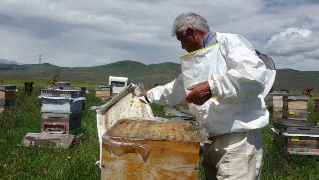 Ardahan'da coğrafi işaretli bal hasadı başladı 450 ton bal üretimi bekleniyor