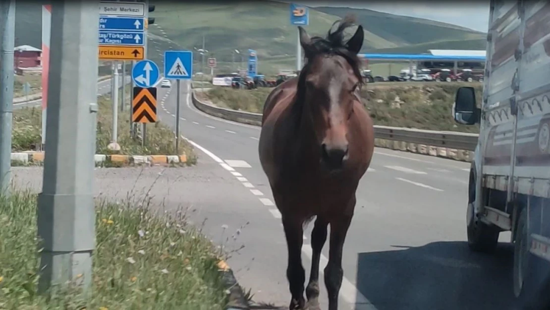 Ardahan'da kara yoluna inen başıboş atlar tehlike saçıyor