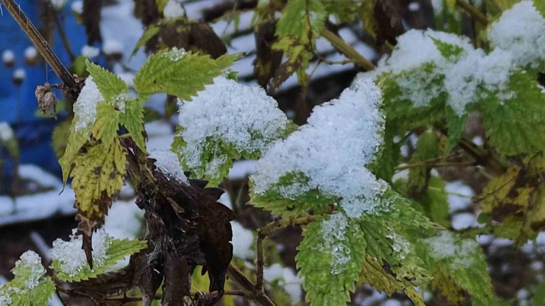 Ardahan'da soğuk nedeniyle kırağı oluştu