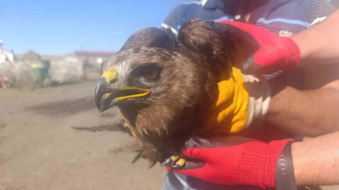 Ardahan'da yaralı bulunan kara çaylak tedaviye alındı