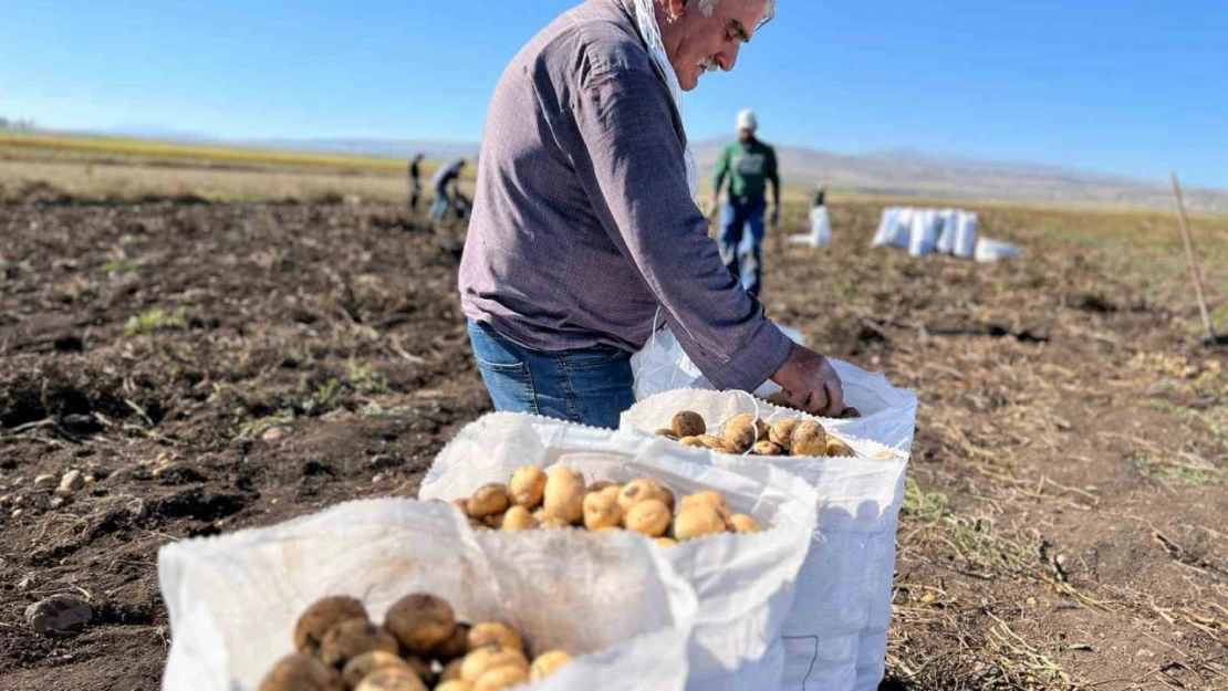 Arpaçay'da kışlık patates hasadı başladı