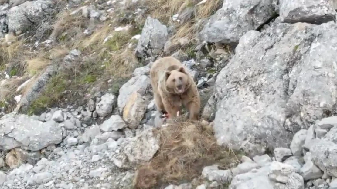 Avladığı hayvanın leşini gömen boz ayı dron ile görüntülendi