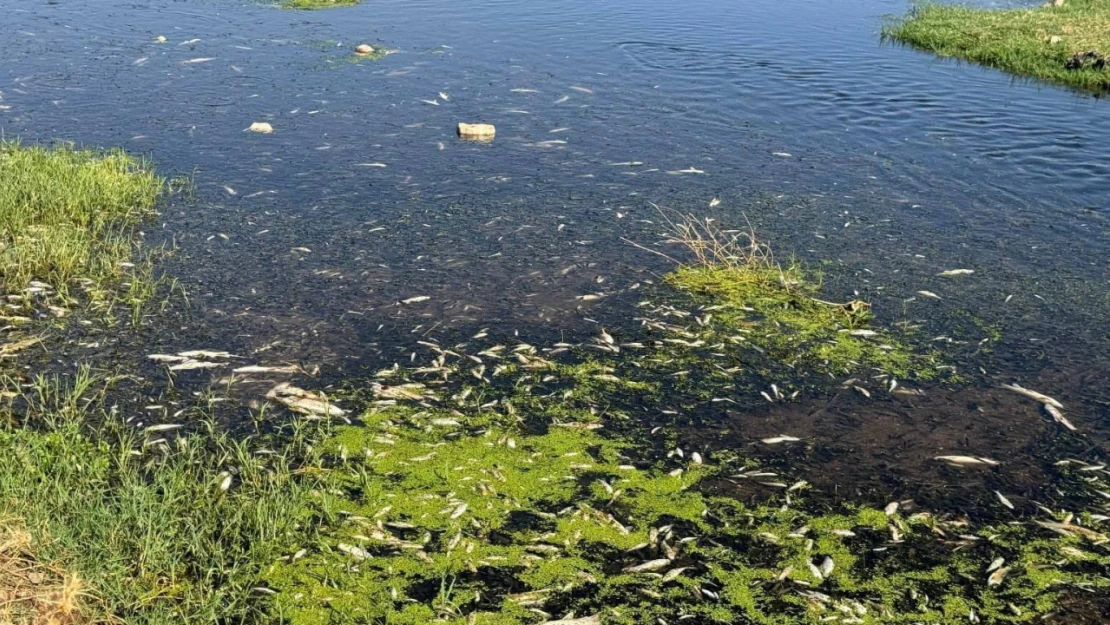 Balık ölümlerine neden olan fıstık ve zeytin yağı tesisine ceza