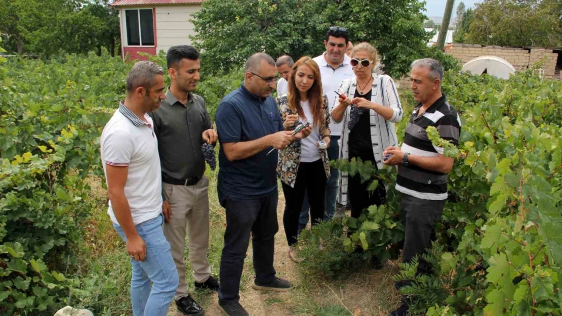 Başkan Süer: 'Erciş üzümü kalitesini koruyor'