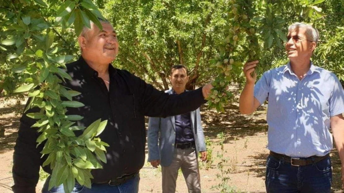 Başkan Turanlı: 'Hububatta yaşanan sıkıntı badem de yaşanmasın'