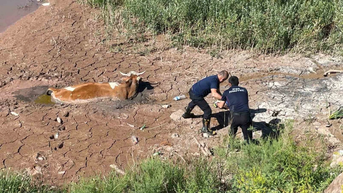 Bataklığa saplanan ineği itfaiye kurtardı