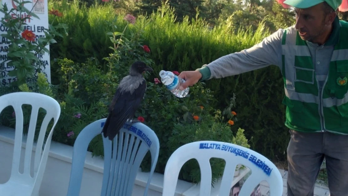 Baygın bulduğu kargayı lokumla besledi