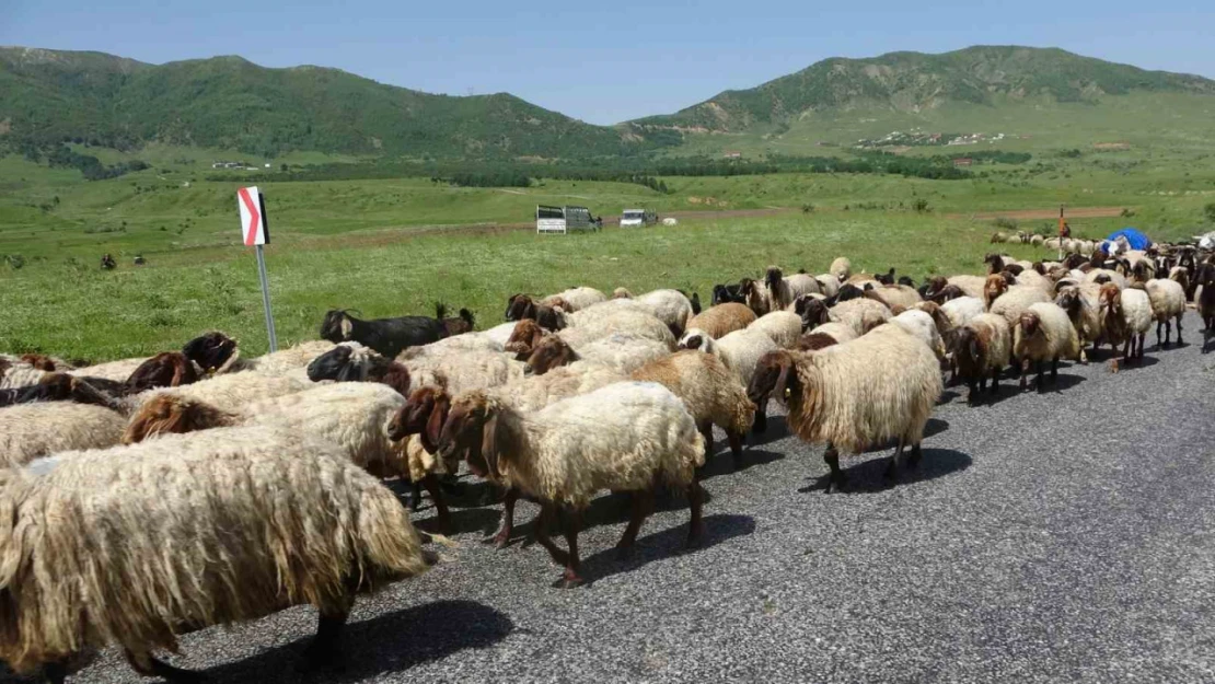 Besicilerin yayla yolculuğu başladı