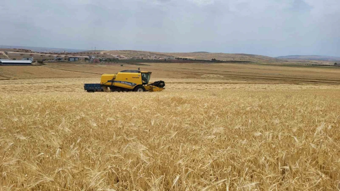 Biçerdöverlerin arpa tarlalarına girdiği Adıyaman'da hasat başladı