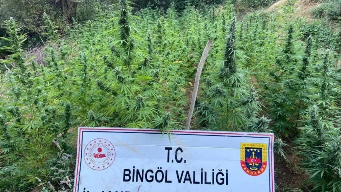 Bingöl'de 225 kök kenevir ele geçirildi