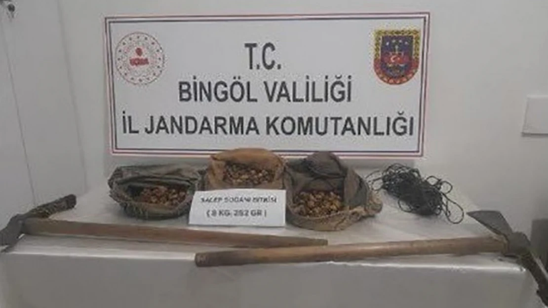 Bingöl'de salep soğanı toplayanlar yakalandı, 1 milyon 161 bin lira ceza kesildi