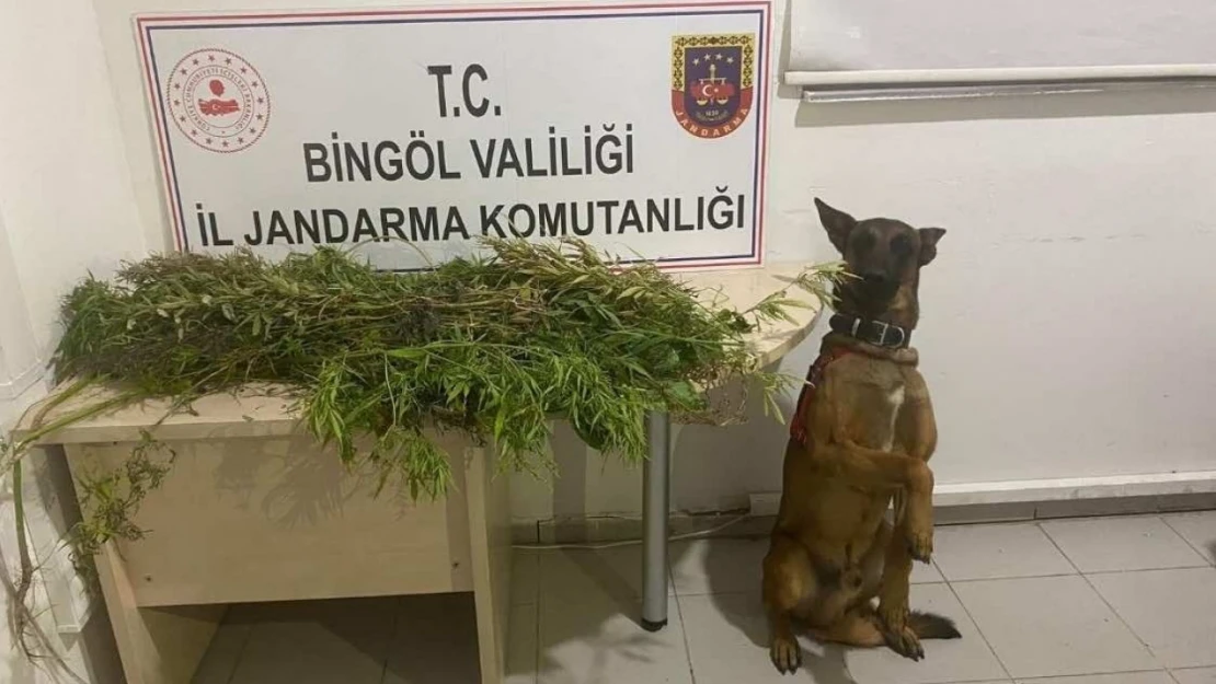 Bingöl'de uyuşturucuyla mücadele