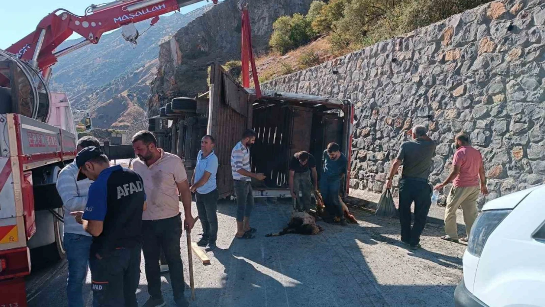 Bitlis'te tır devrildi: 100'den fazla küçükbaş hayvan telef oldu