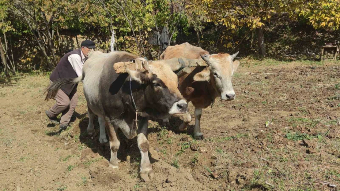 Bu köydeki tarım halen karasabanla yapılıyor