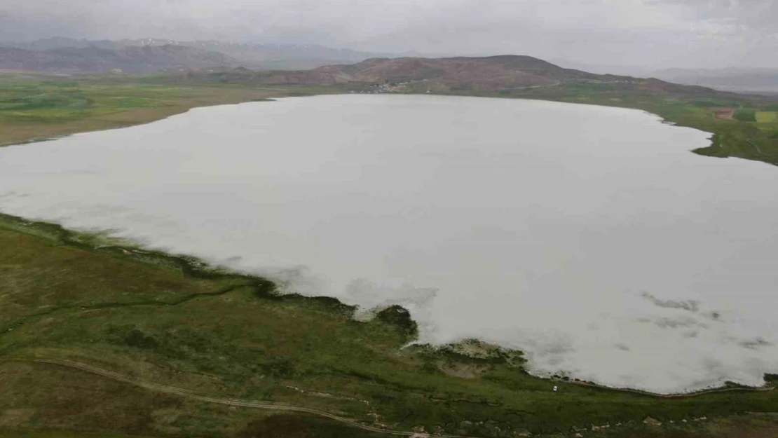 Bu yıl kurumayan Akgöl misafirlerini ağırlıyor