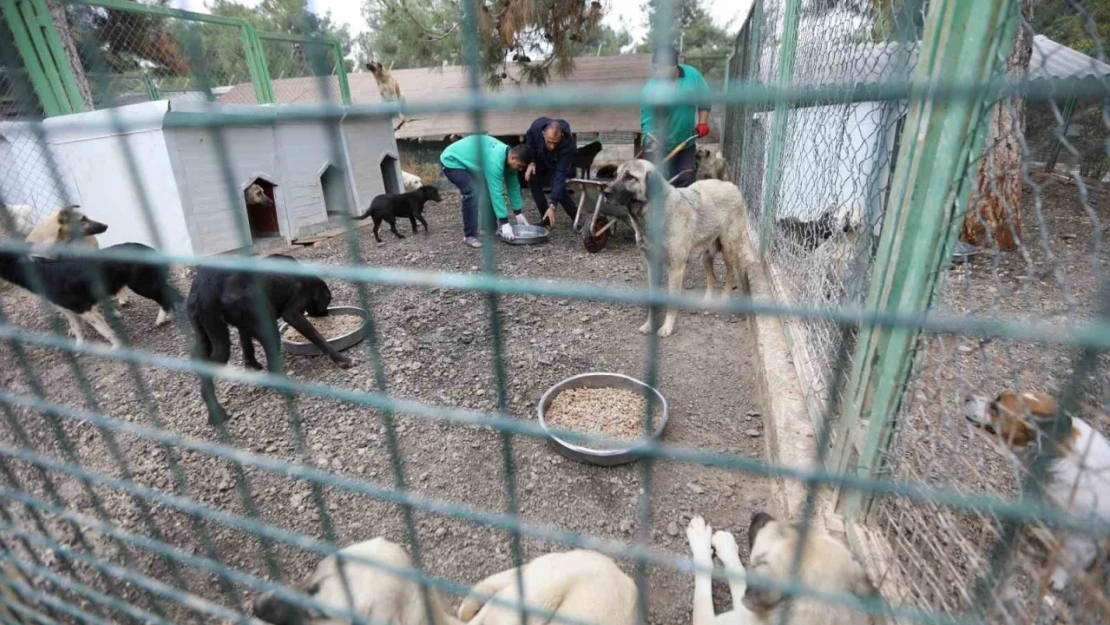 Büyükşehir'in sokak hayvanları için kurduğu model Türkiye'ye örnek oluyor