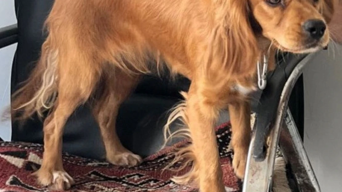 Çalınan Badem isimli köpek her yerde aranıyor