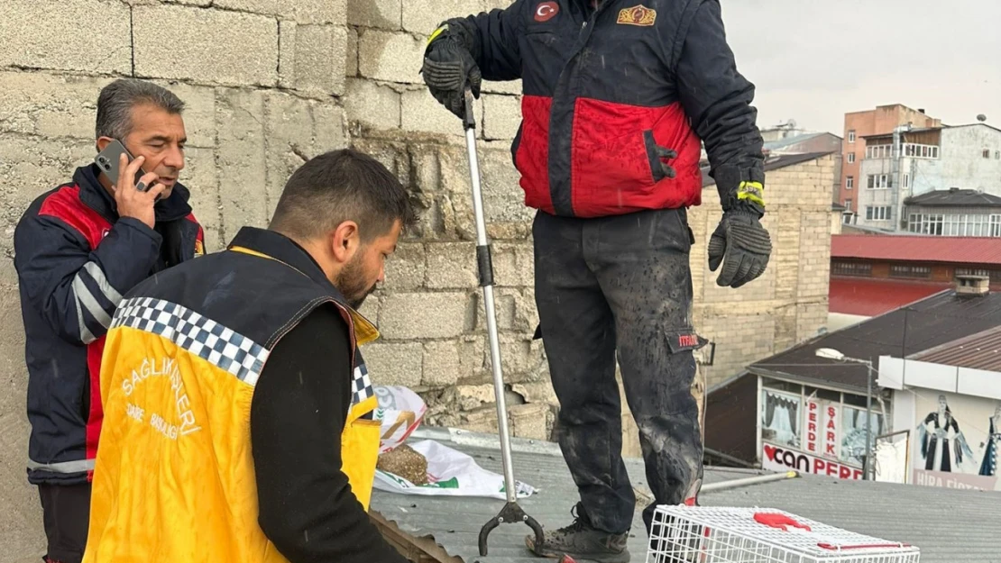 Çatıda mahsur kalan kedi itfaiye ekipleri tarafından kurtarıldı