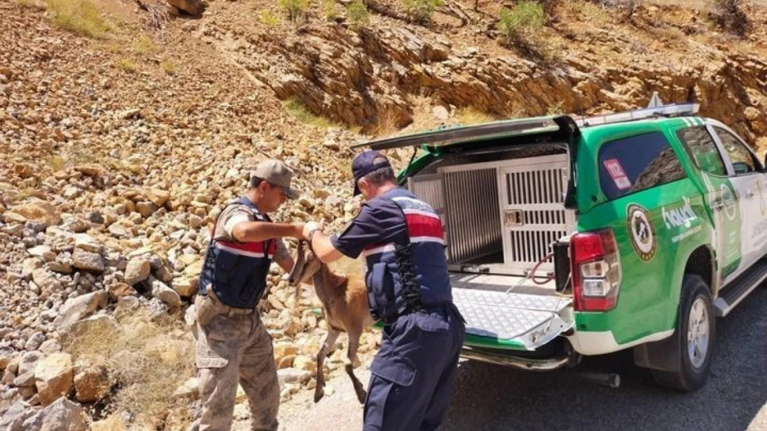 Çevre Doğa ve Hayvan Koruma timinden yaban keçisine yardım eli