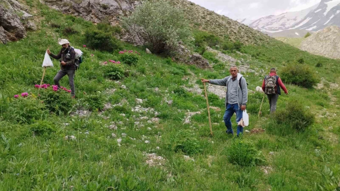 Dağlarda 20 kilometre yol kat edip mantar topluyorlar