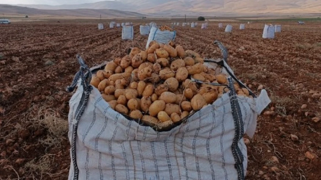 Darende'de patates hasadına başlanıldı