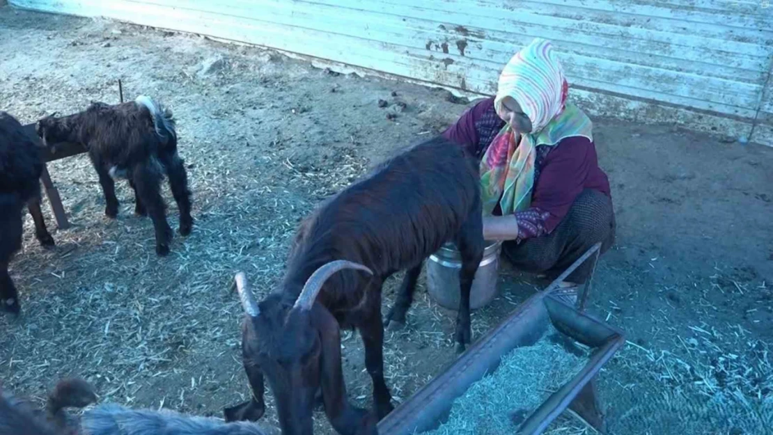 Depremzede kadın besici, devlet desteğiyle besiciliğe devam ediyor