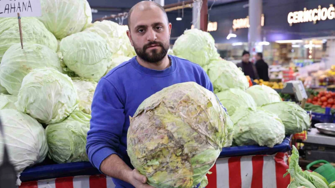 Dev lahanalara nazar değil, büyümeyen lahanalar tarlada kaldı