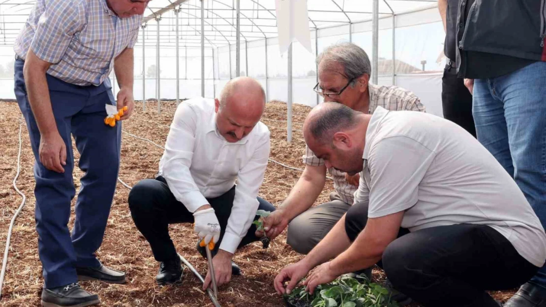 Devlet desteği ile kurulan seralar çiftçilere ciddi ekonomik katkı sağlayacak