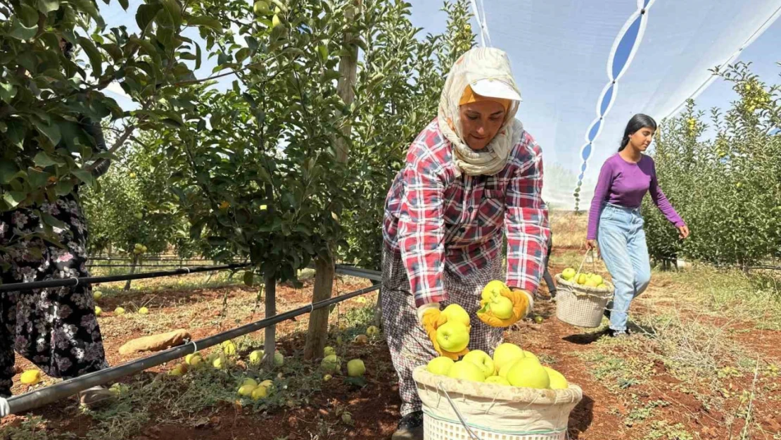 Doğanşehir'de elma hasadı başladı