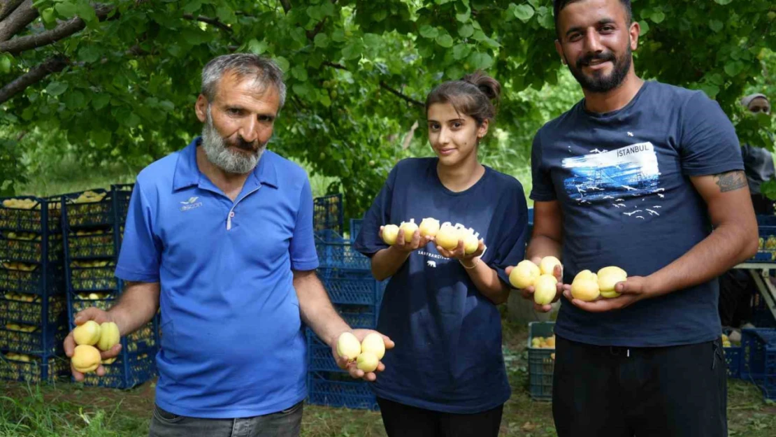 Doğu'nun Çukurova'sı Iğdır'da 'sarı altın' hasadı başladı