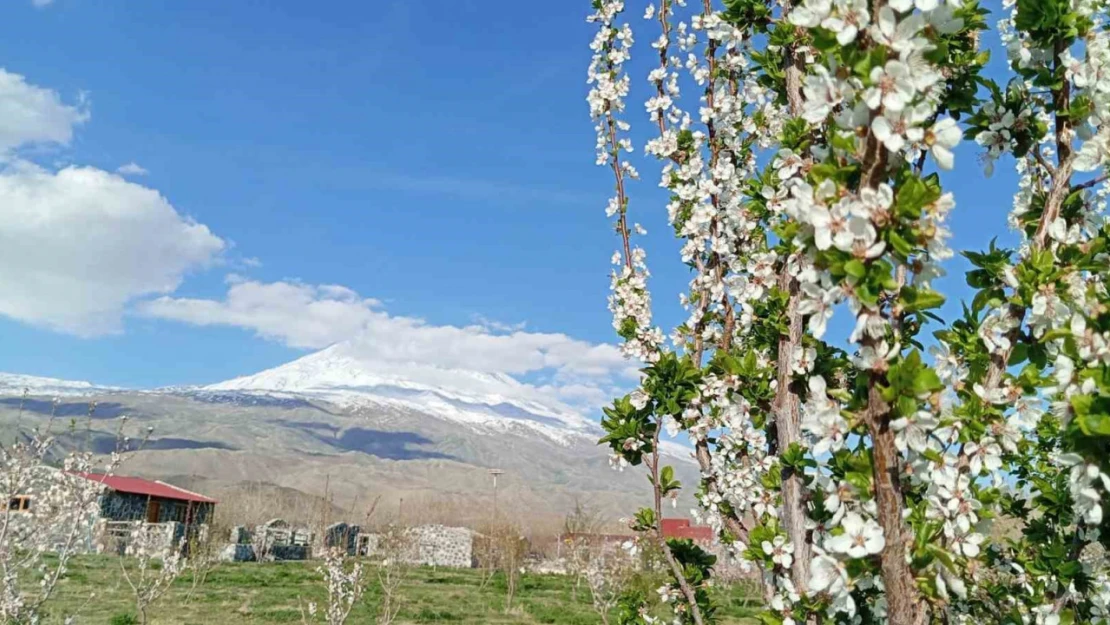 Doğubayazıt'ta 5 bin meyve ağacının bulunduğu bahçe bungalov evleri ile turistleri ağırlıyor