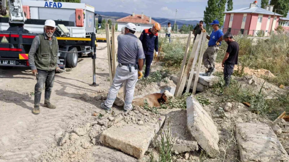 Düştüğü menfezde mahsur kalan inek kurtarıldı