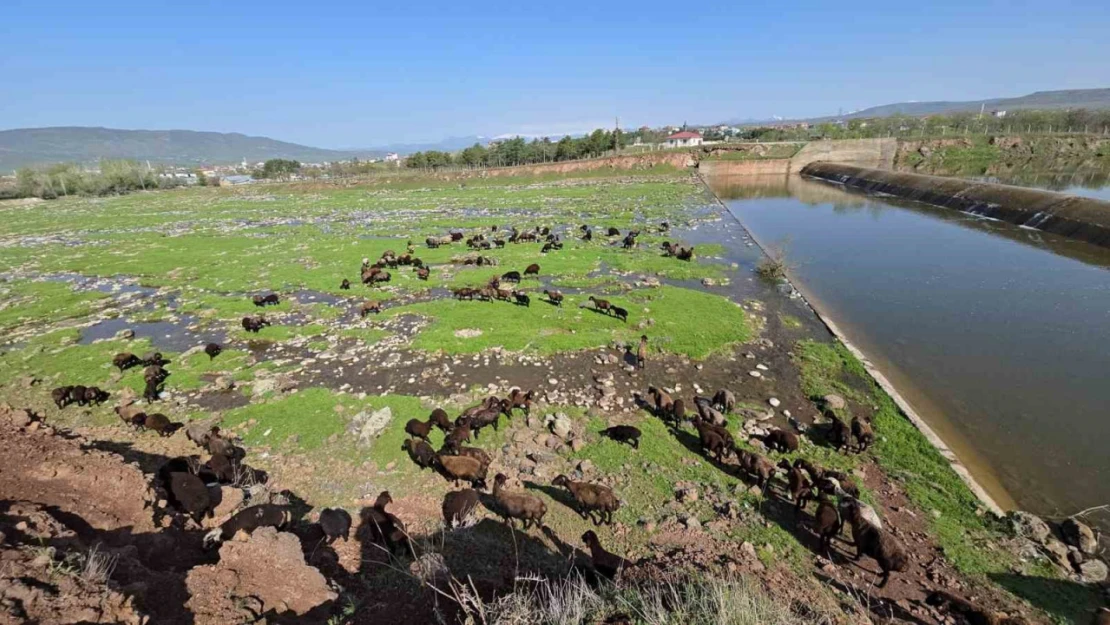 Elazığ'a bahar geldi, koyun sürüleri otlağa indi