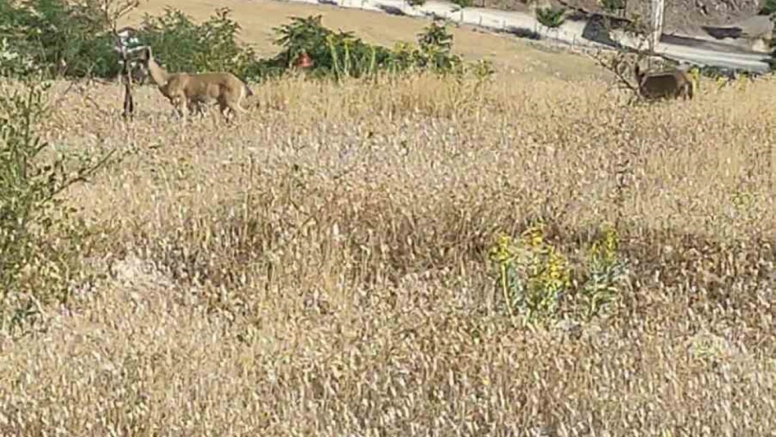 Elazığ'da dağ keçileri görüldü