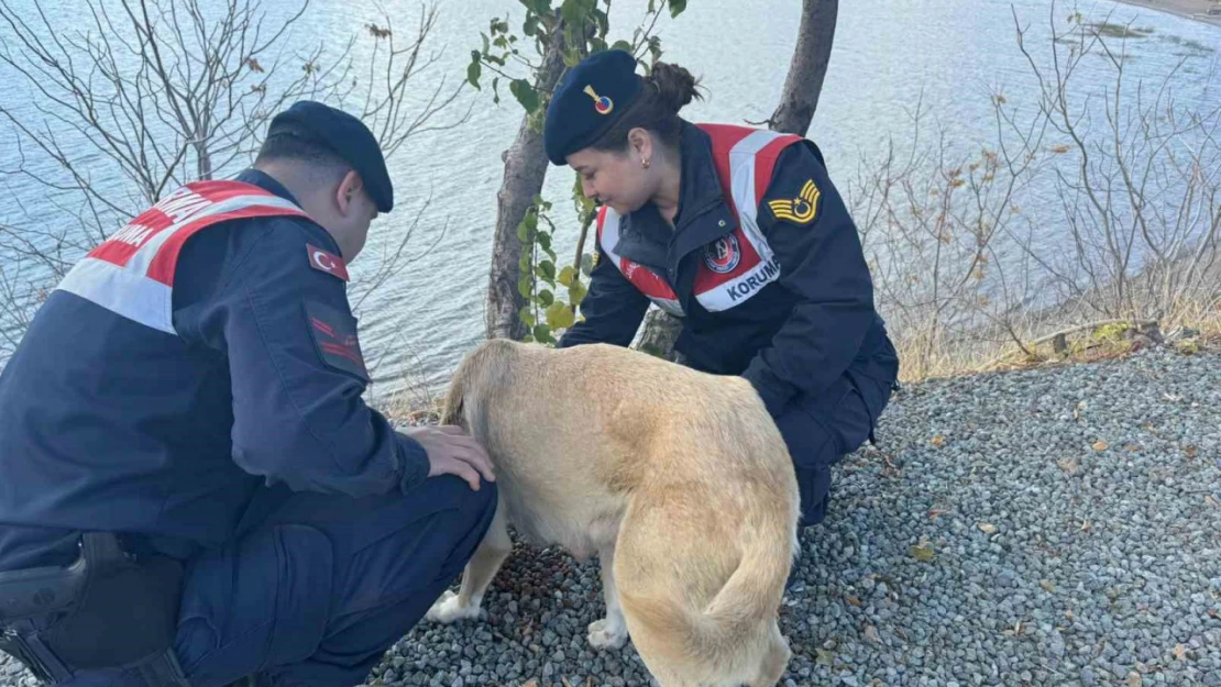 Elazığ'da jandarma ekipleri sokak hayvanlarını unutmadı